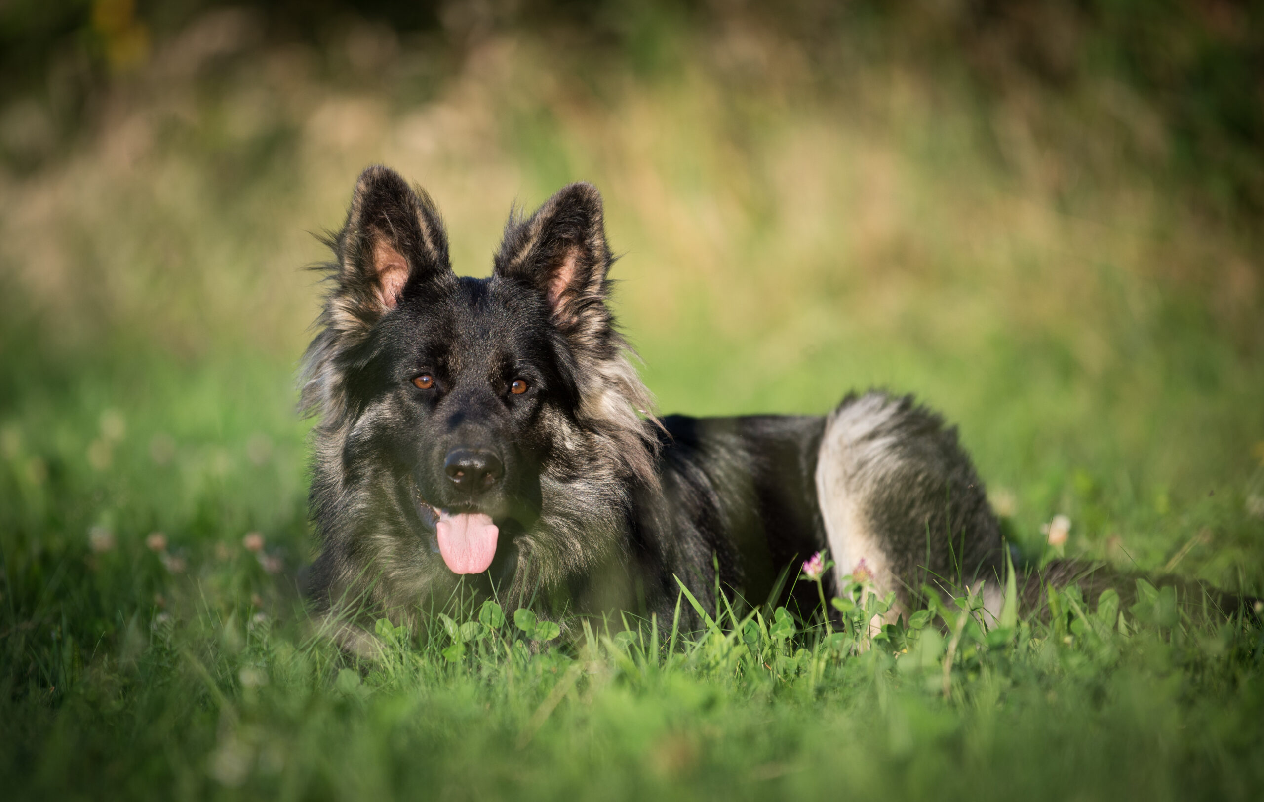 ethodog-by-vj - Amarok