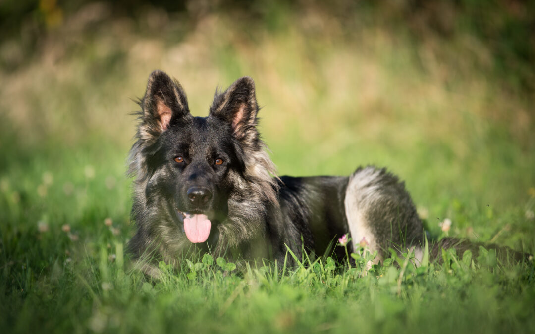 ethodog-by-vj - Amarok