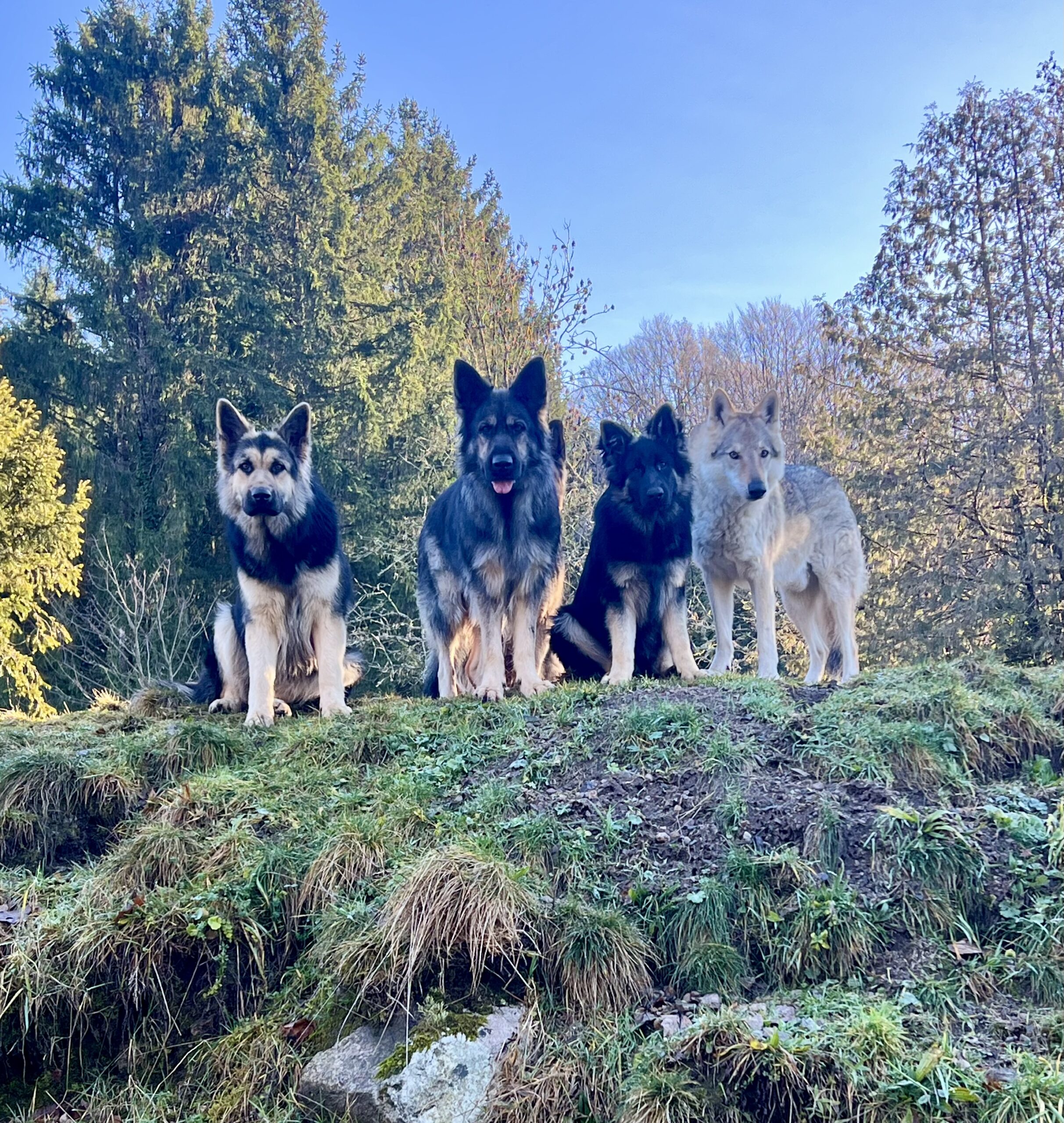 ethodog-by-vj - cani-balades
