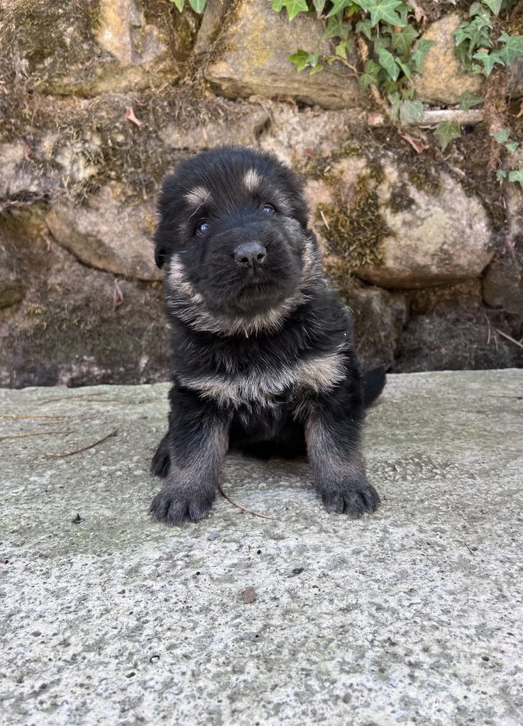 ethodog-by-vj - Swan chiots