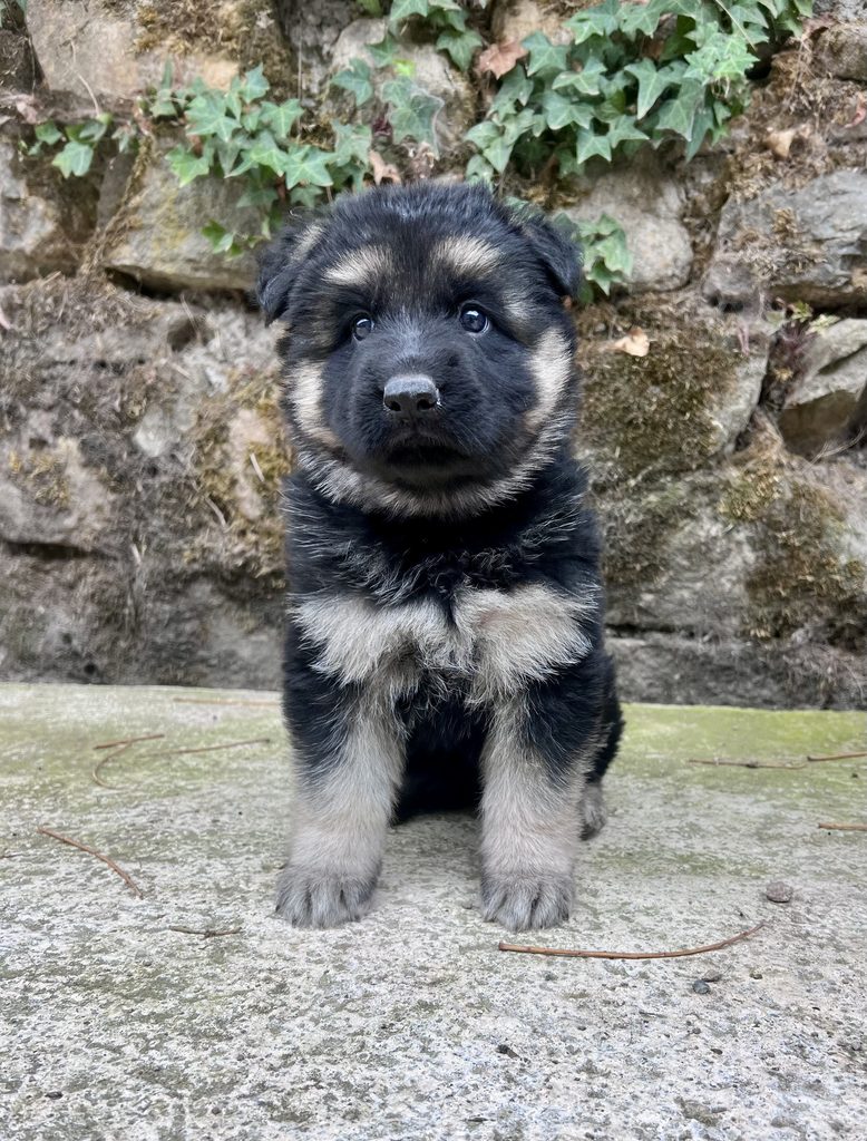 ethodog-by-vj - chiots Swan et Phantom 2026