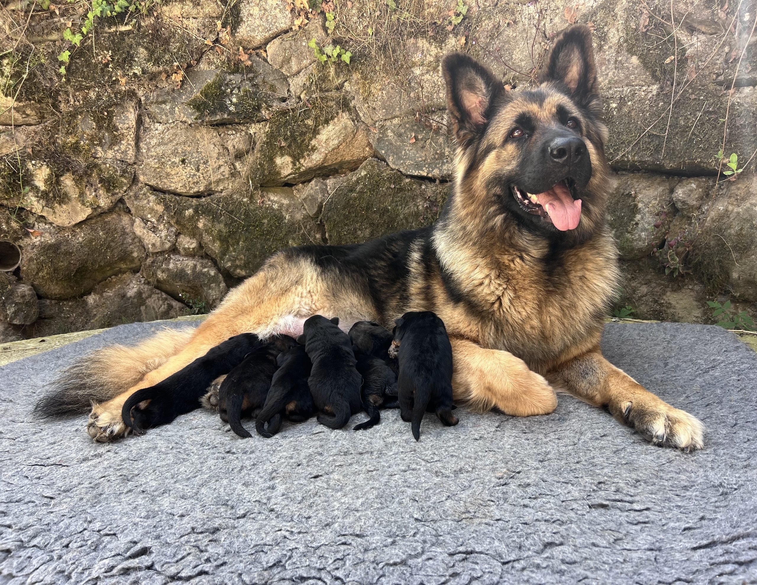 ethodog-by-vj - Texas et ses chiots
