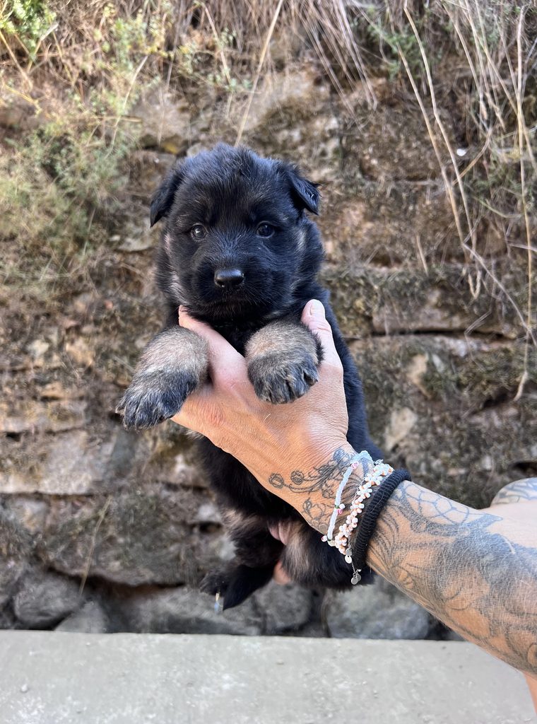 ethodog-by-vj - chiots Texas et Ubaye 2026