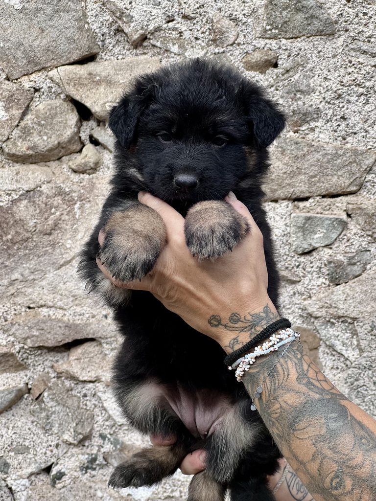 ethodog-by-vj - chiots Texas et Ubaye 2026