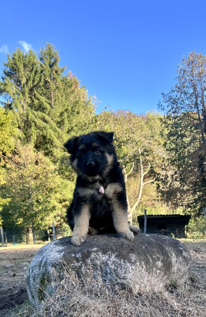 ethodog-by-vj - chiots Texas et Ubaye 2026